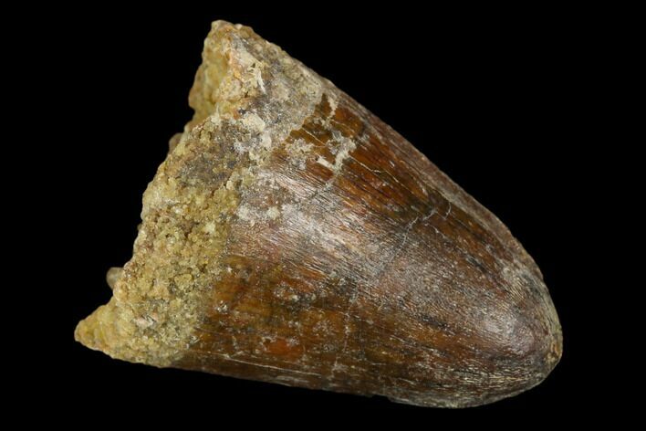 Cretaceous Fossil Crocodile Tooth - Morocco #122463
